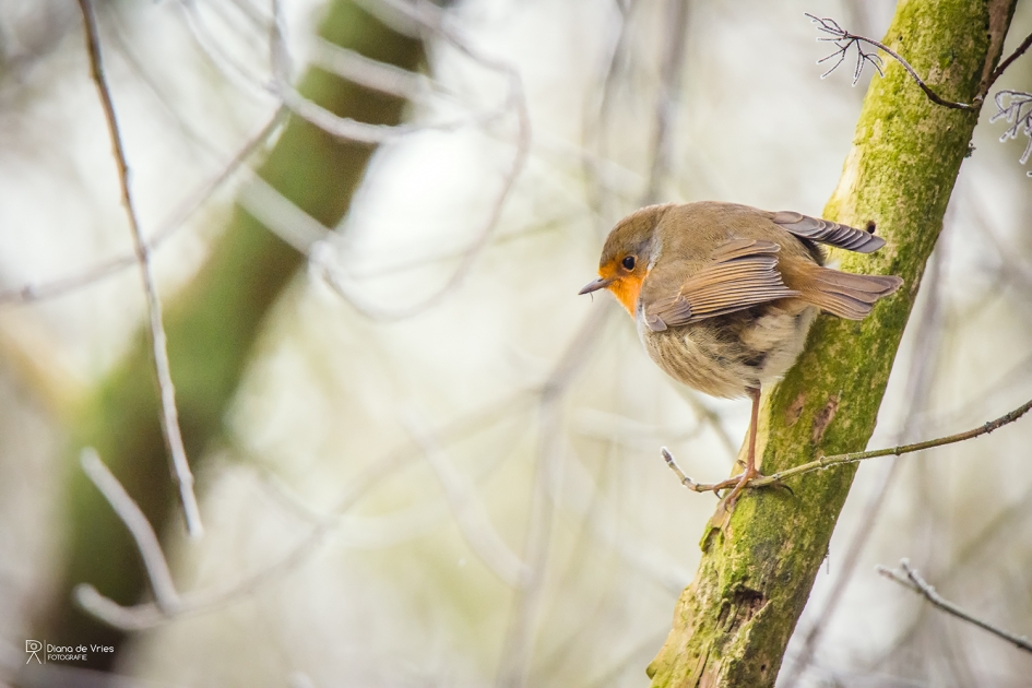 Roodborstje - Vogels - 