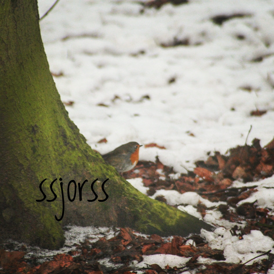 roodborstje - Vogels - roodborstje