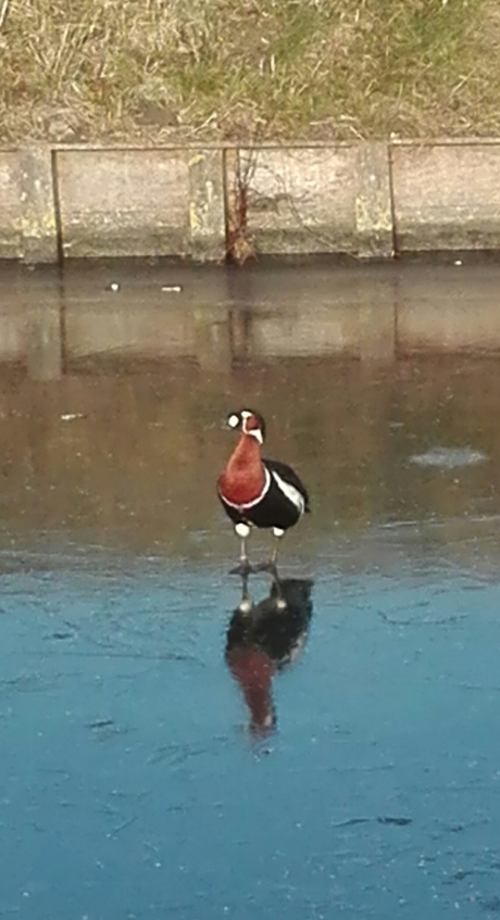 Roodhals gans op het ijs