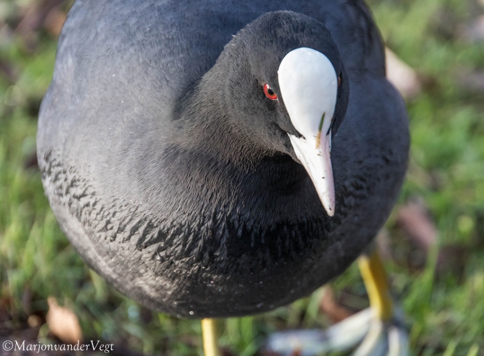Roodoogje - Vogels - meerkoet