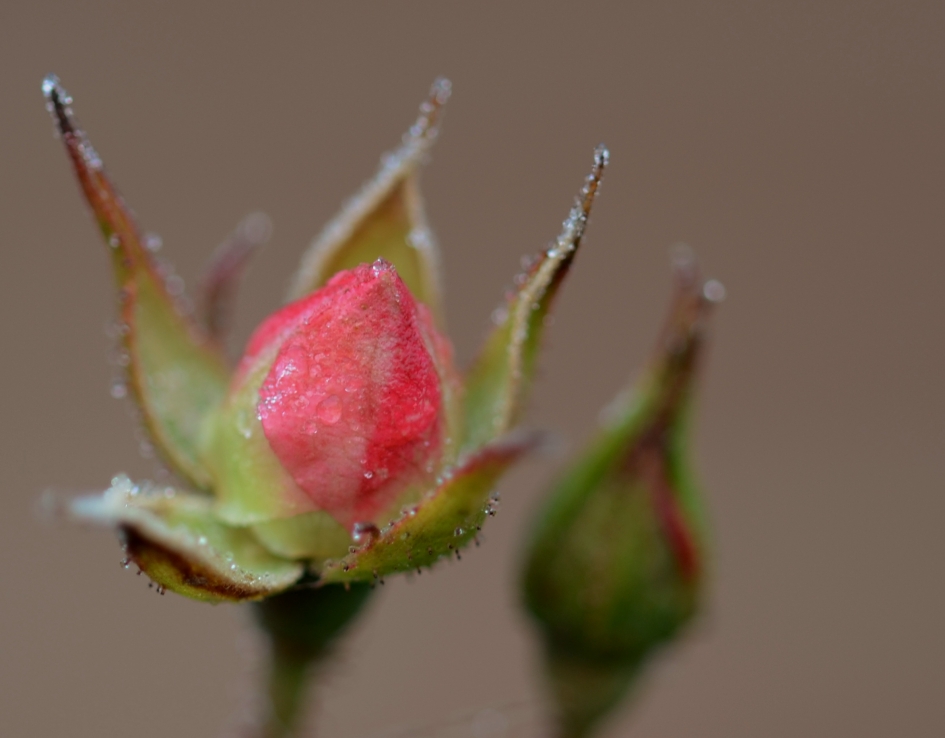 Roosje met ijs - Planten - Roos
