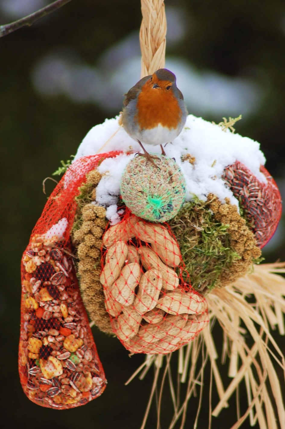 Royaal gedekte tafel - Vogels - Roodborstje