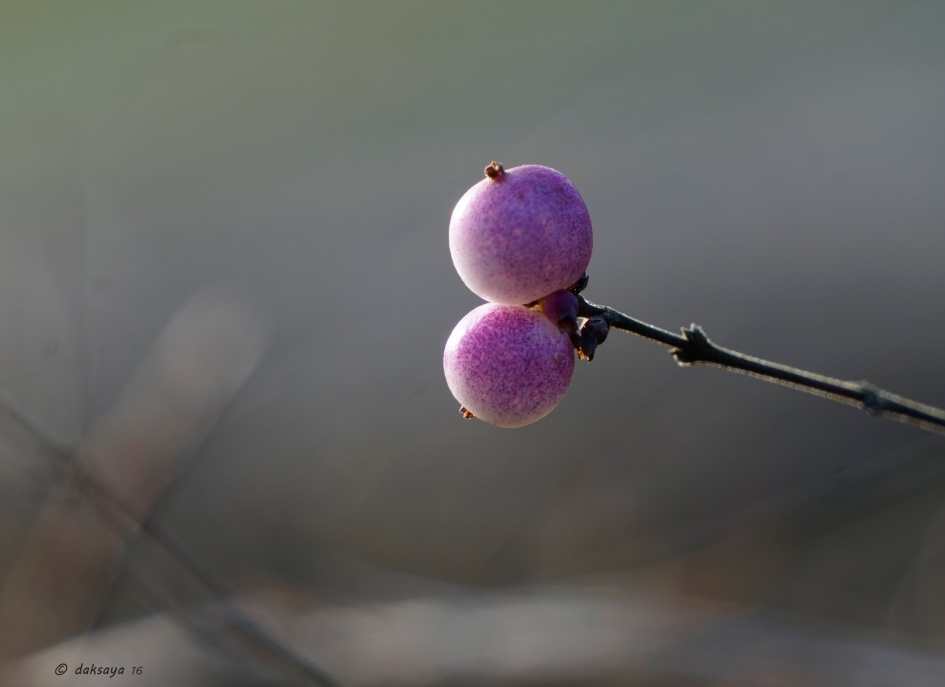 Roze sneeuwbes - Planten - 