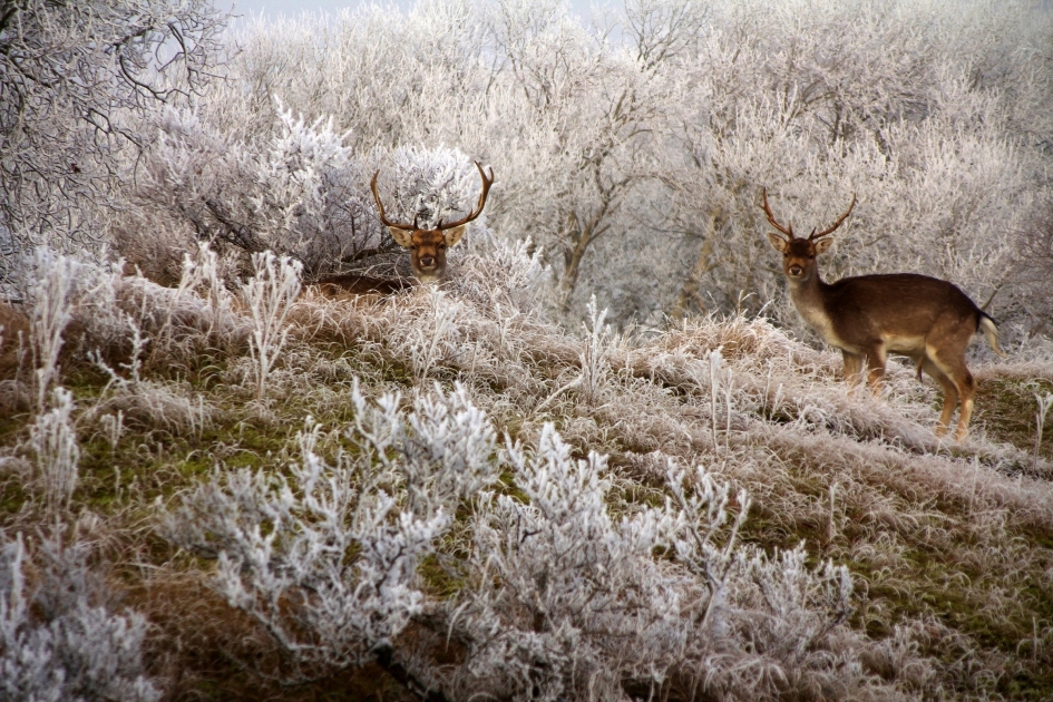 Ruige rijp - Weer en landschap - Damhert.