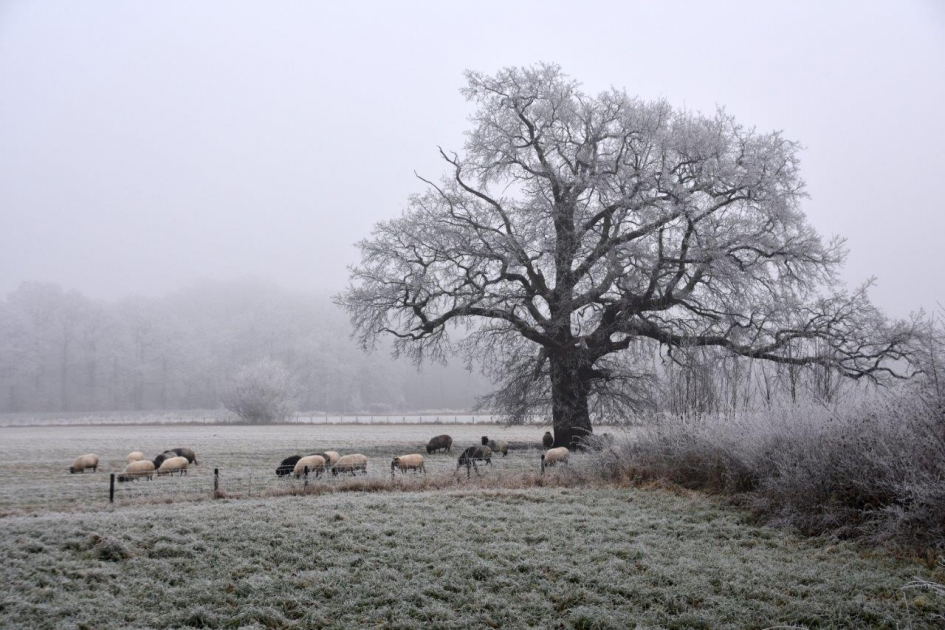 Schapen in wit landschap - Zoogdieren - 
