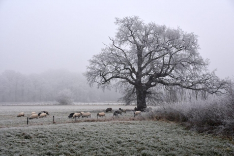 Schapen in wit landschap