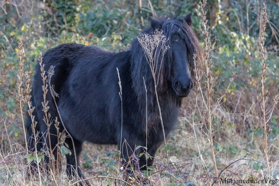 Schuchter - Zoogdieren - Shetlandpony