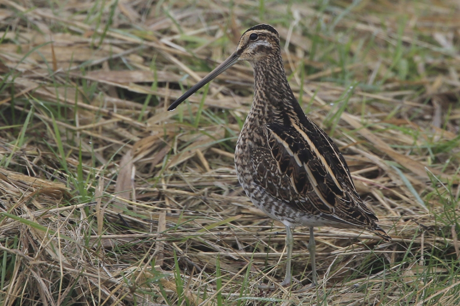 Schutkleuren - Vogels - Watersnip
