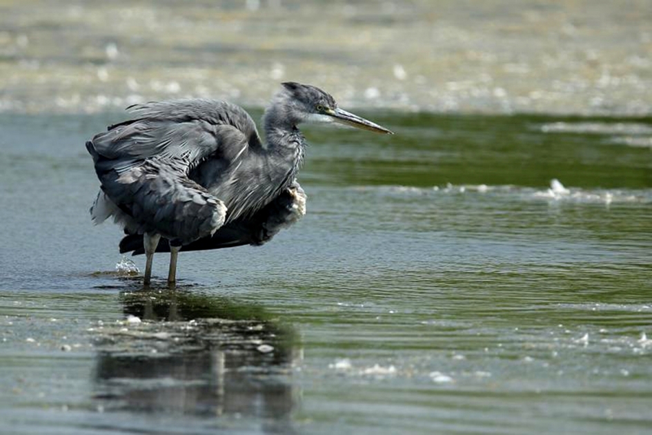 Shake it out - Vogels - 