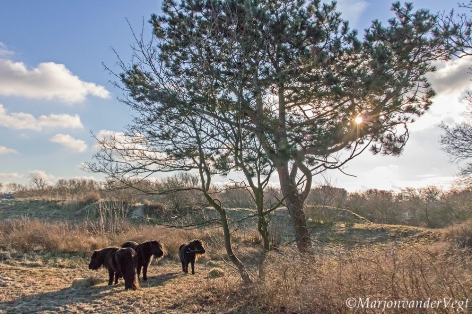 Shetlanders in de duinen - Zoogdieren - Shetlandpony's