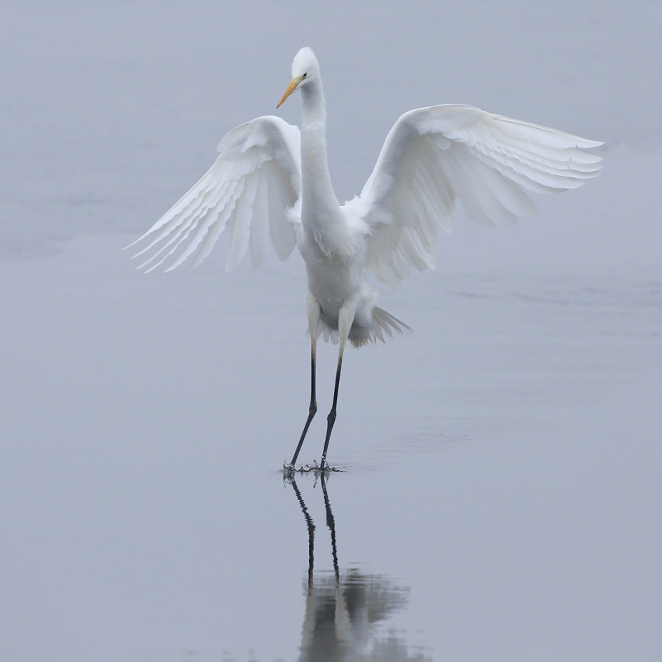 Sierlijk ... - Vogels - Grote Zilverreiger