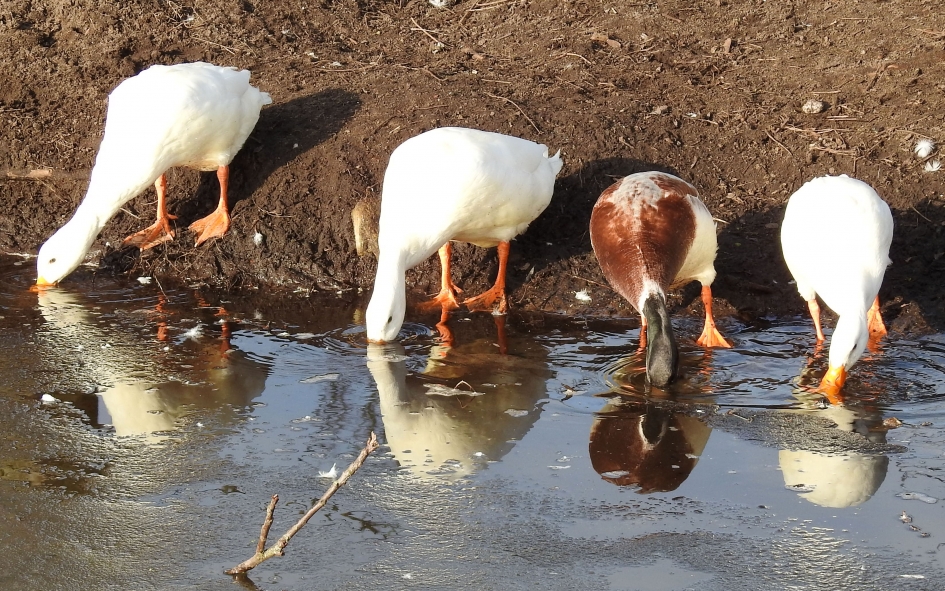 Slobbertijd - Vogels - 