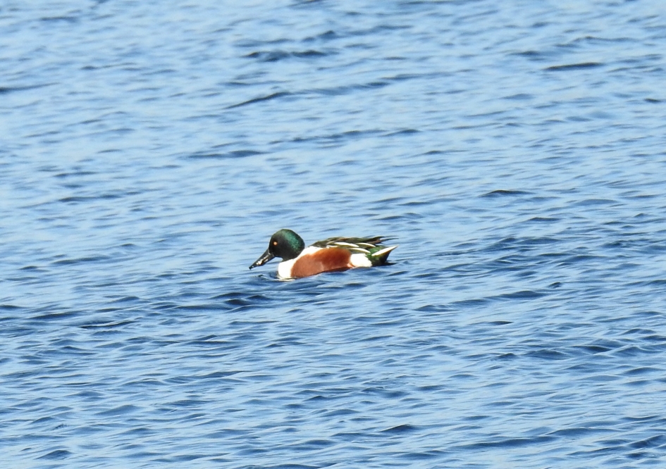 Slobeend man - Vogels - Slobeend