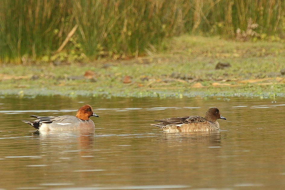 smient m + v - Vogels - 