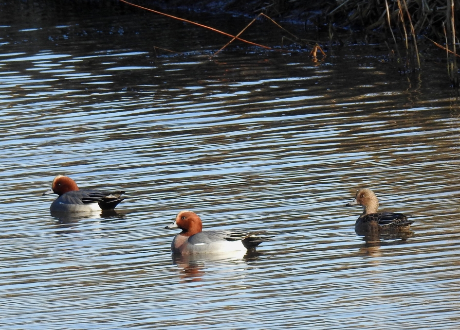 Smienten op de Exose Aa - Vogels - Smienten
