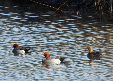 Smienten op de Exose Aa