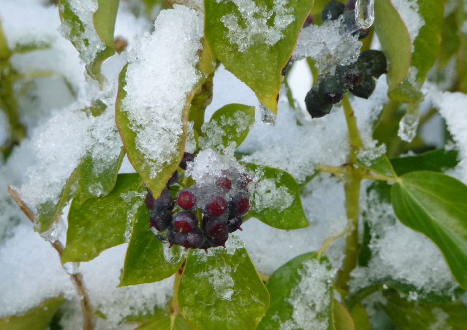 Sneeuw-dooi - Planten - 