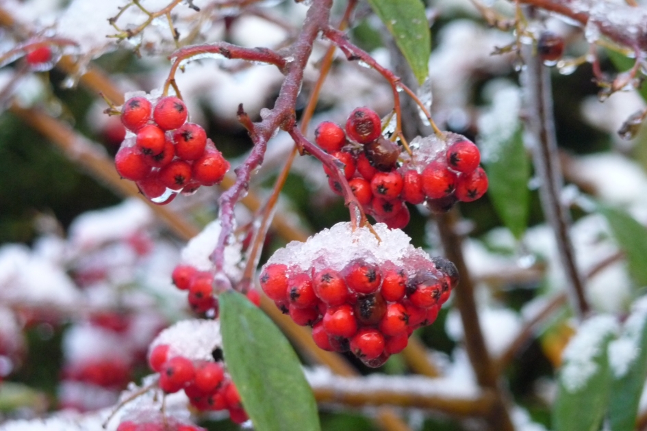 Sneeuw-dooi - Planten - 