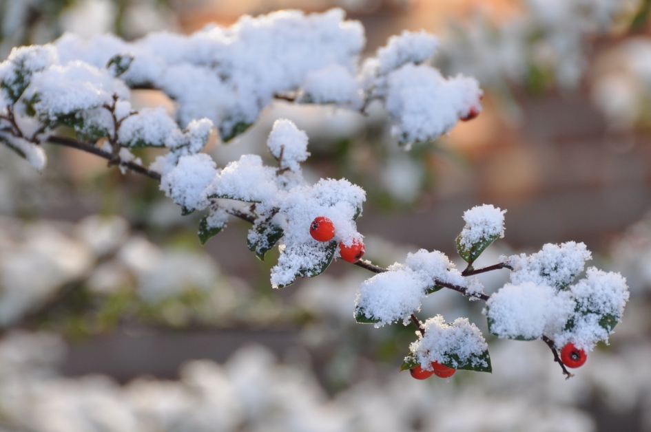 Sneeuw - Planten - 