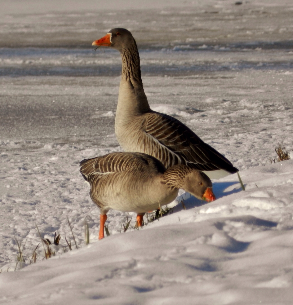 Sneeuwganzen - Vogels - Grauwe gans