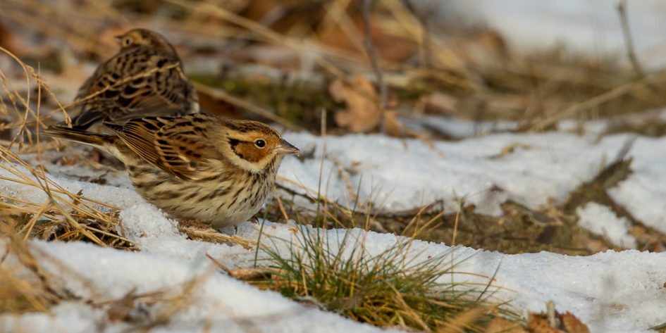 Sneeuwgorzen in winterse setting - Vogels - Dwerggors