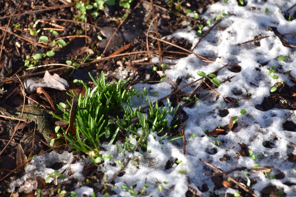 Sneeuwklokjes komen er aan - Planten - 