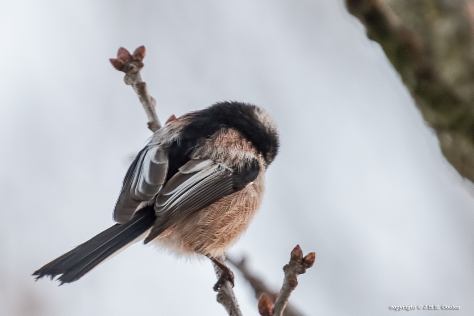Soms... - Vogels - Staartmees