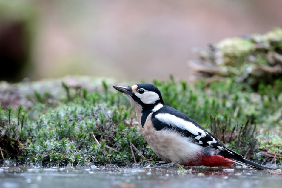 Specht - Vogels - Grote bonte specht