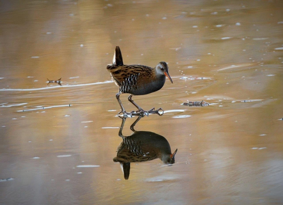 Speigel - Vogels - Waterral