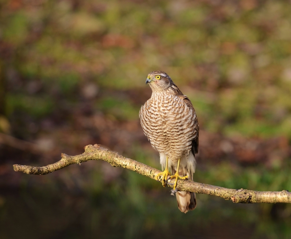 Sperwer - Vogels - Sperwer