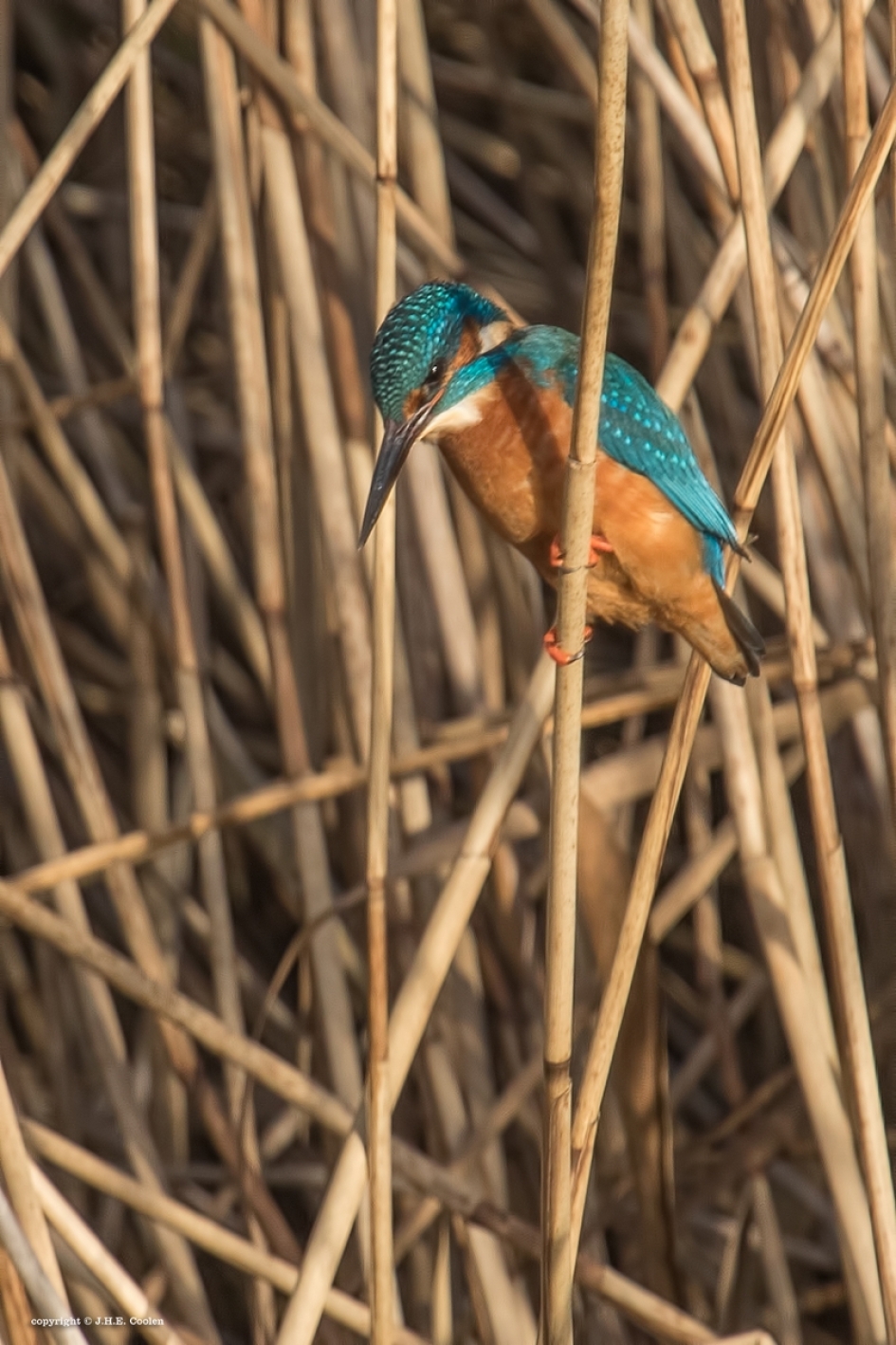 Speuren - Vogels - IJsvogel