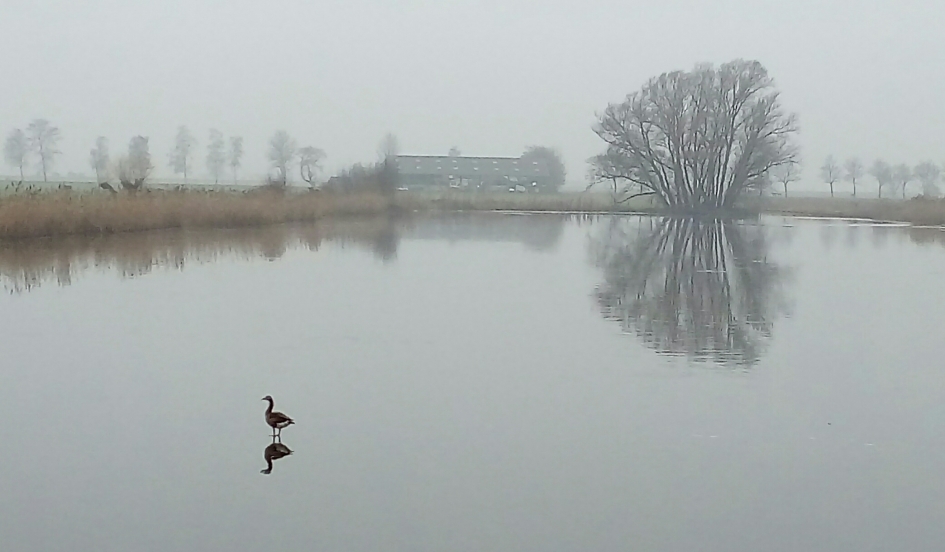 Spiegelbeeld - Vogels - 