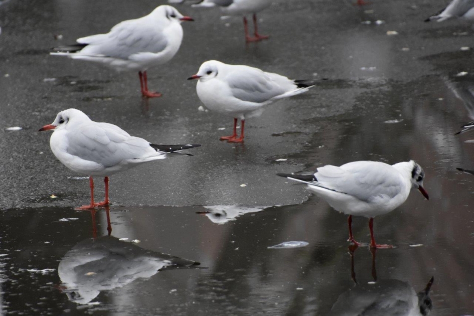 Spiegelen - Vogels - 
