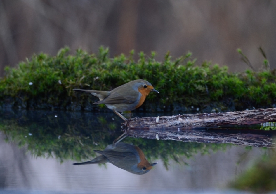 Spiegeling - Vogels - Roodborst