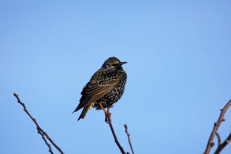 Spreeuw - Vogels - Spreeuw