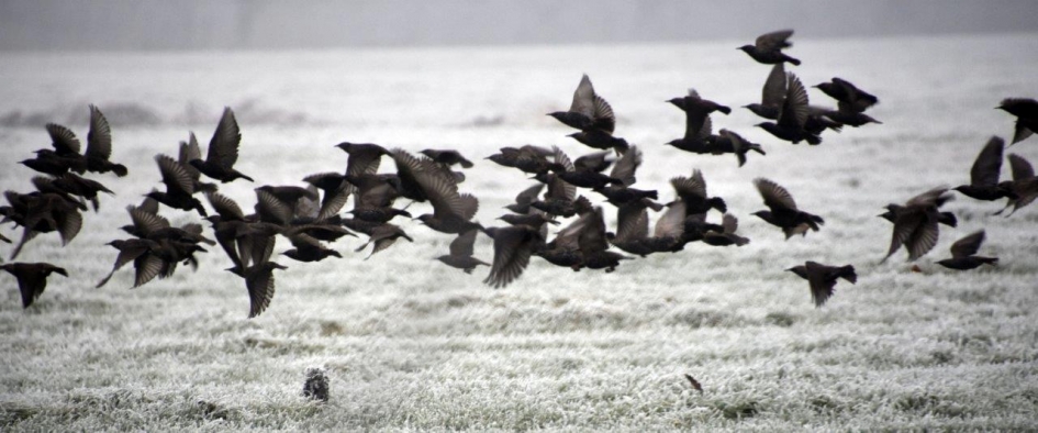 Spreeuwen - Vogels - 