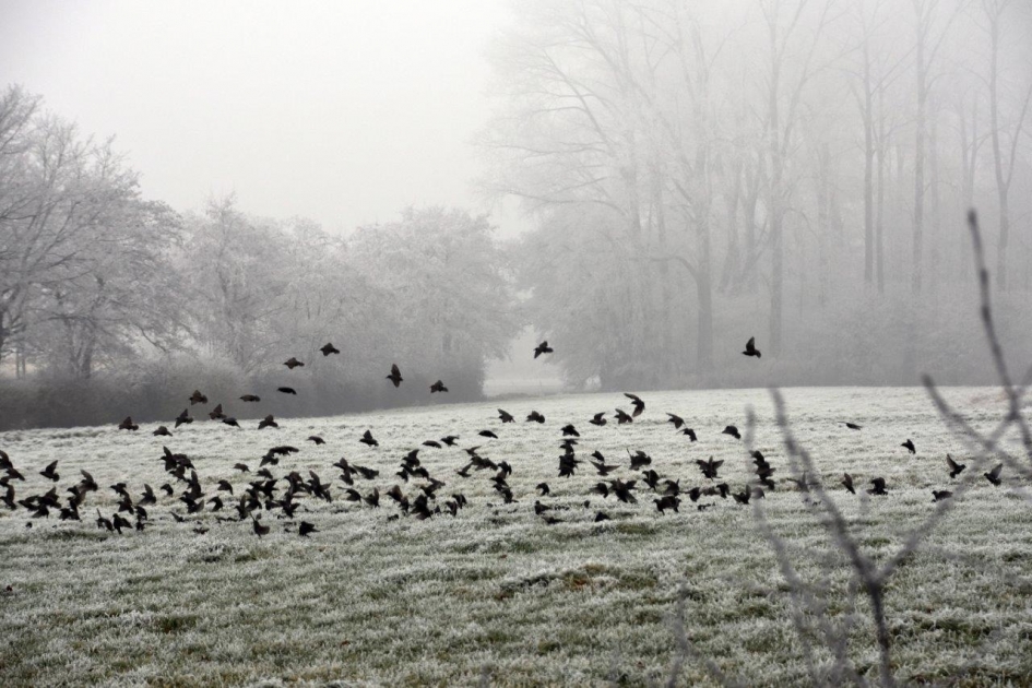 Spreeuwen in het land - Vogels - 