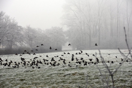 Spreeuwen in het land