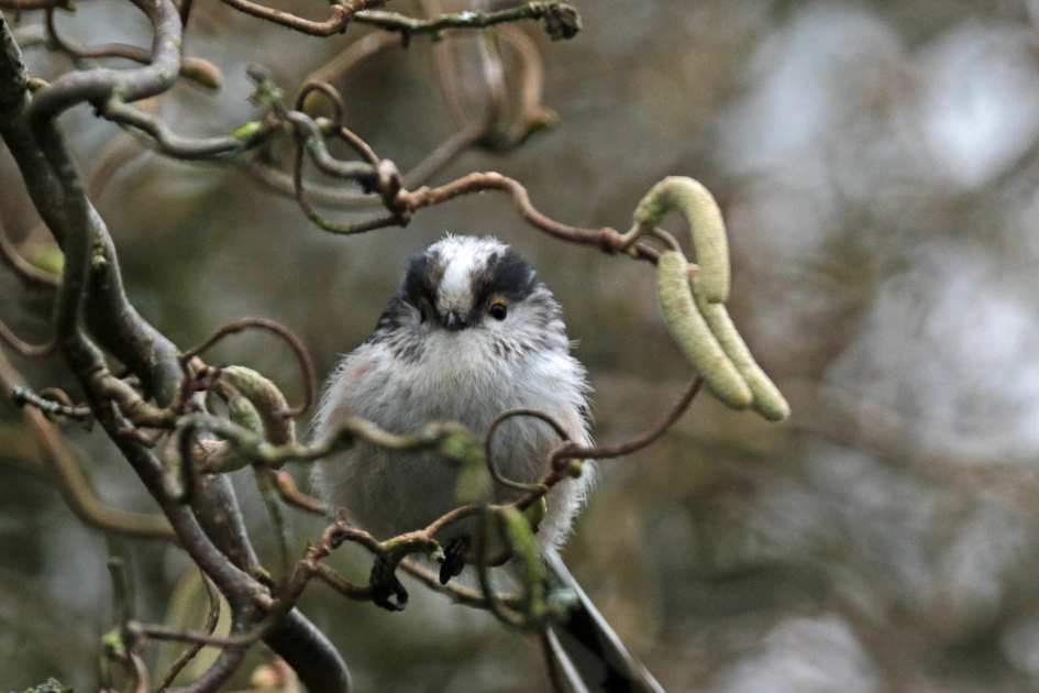 Staartmees - Vogels - 