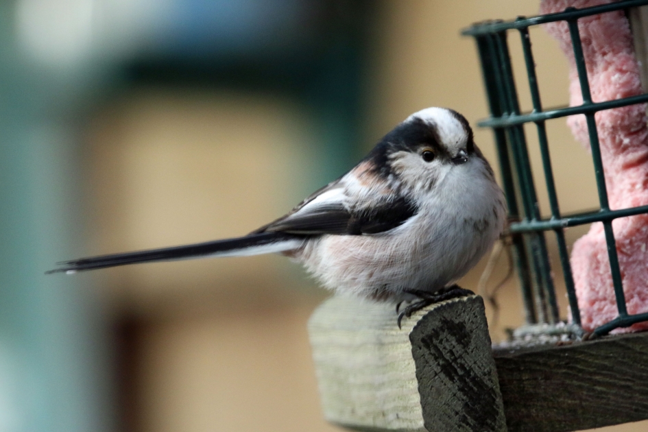 Staartmeesje - Vogels - 