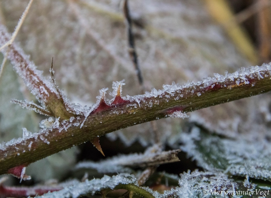 Bevroren doornen - Planten - doornen