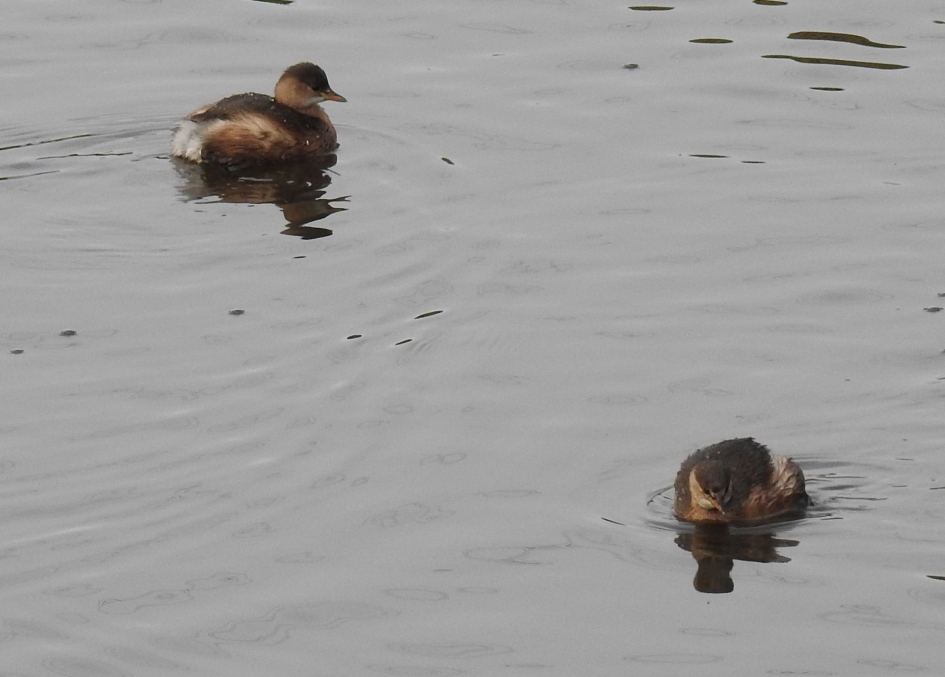 Stelletje - Vogels - Dodaars