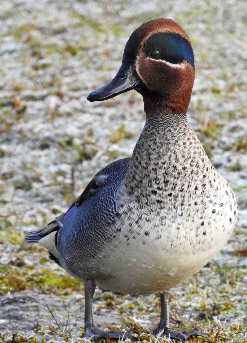 Stoer eendje - Vogels - Wintertaling