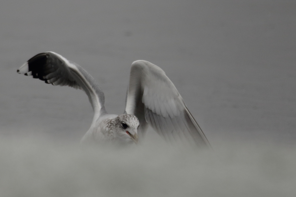 stormmeeuw achter sneeuwberg - Vogels - 