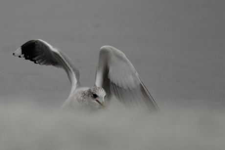 stormmeeuw achter sneeuwberg