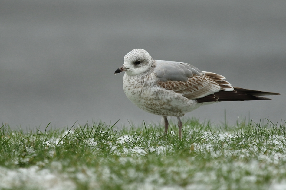 stormmeeuw - Vogels - 
