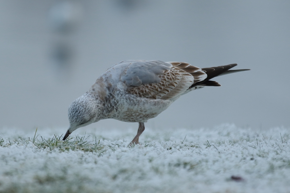 stormmeeuw - Vogels - 