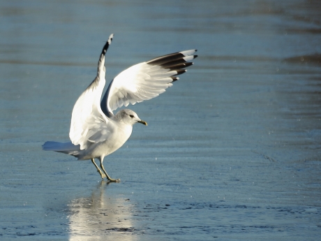 stormmeeuw op het ijs