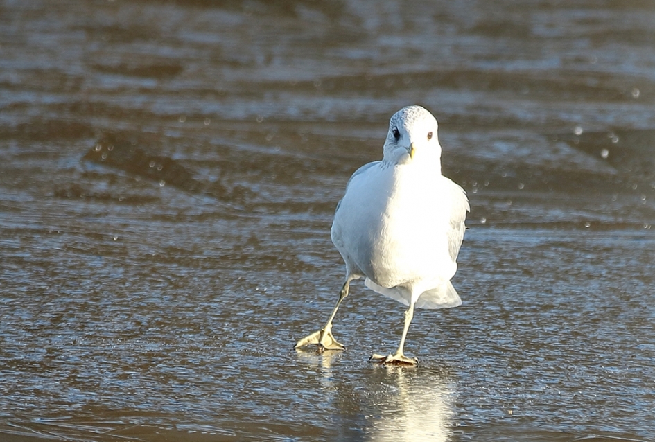 stormmeeuw op ijs - Vogels - 