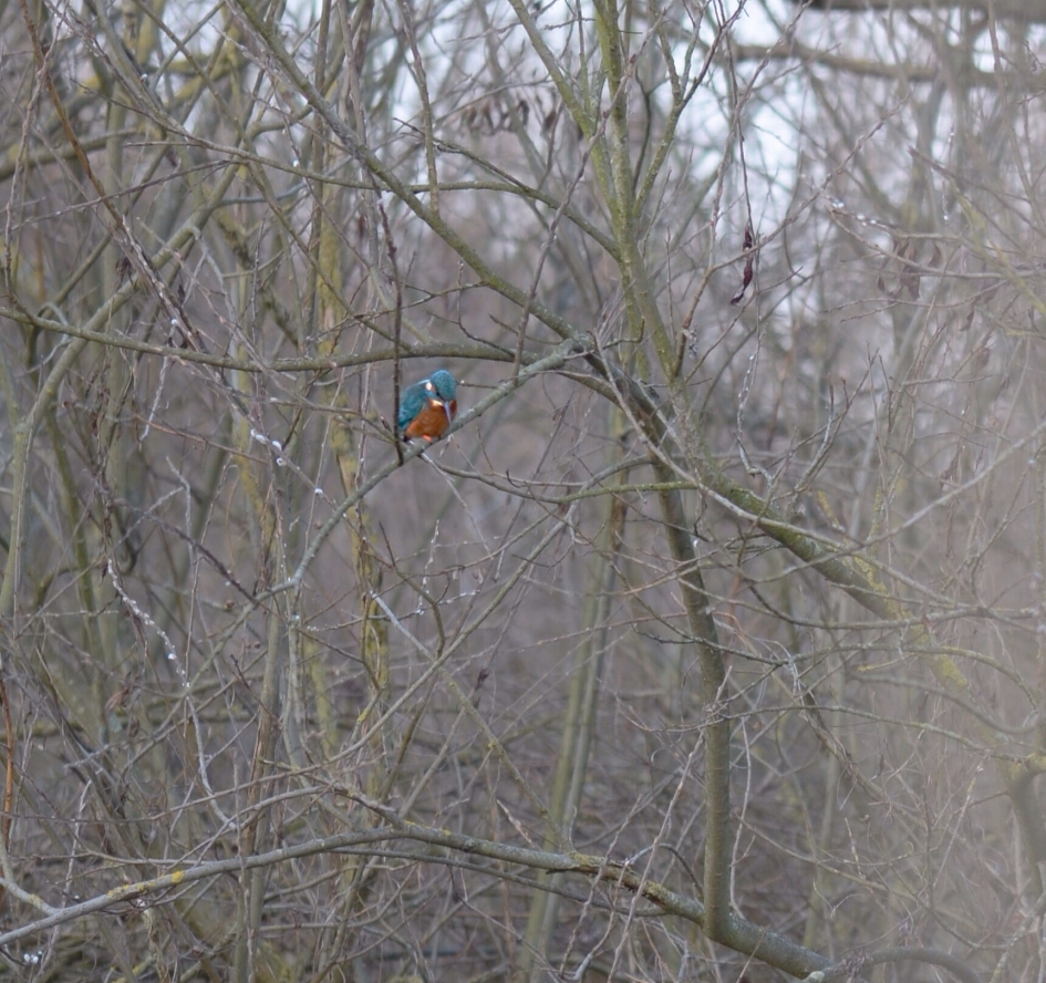 Stormpoldervloedbos - Weer en landschap - Getijdenbos.